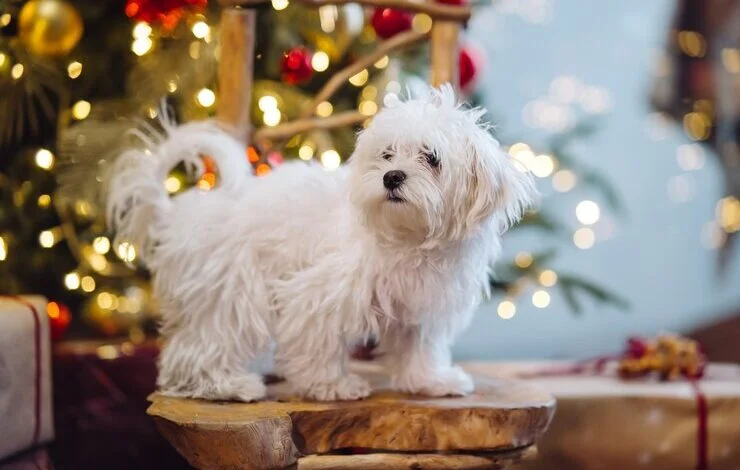 Ashempudel: The Ideal Pet for Modern Families Ashempudel: The Ideal Pet for Modern Families
